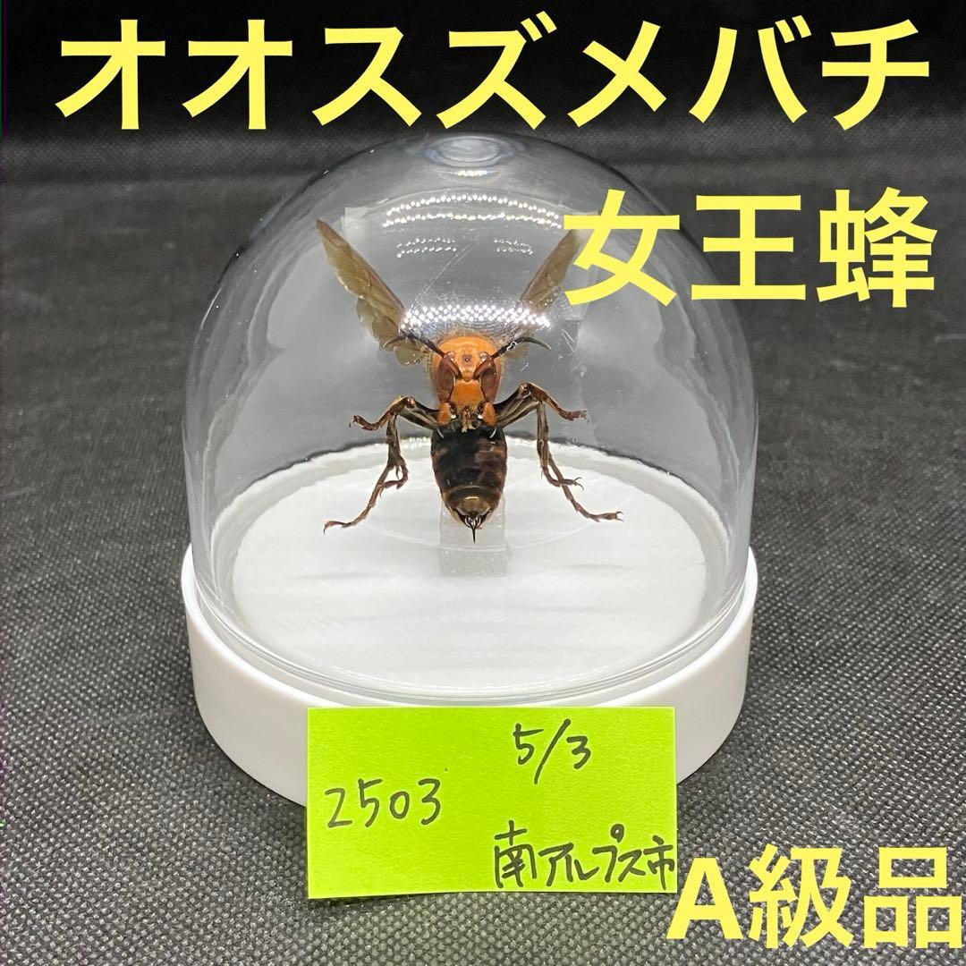 オオスズメバチ　女王蜂　立体標本2503