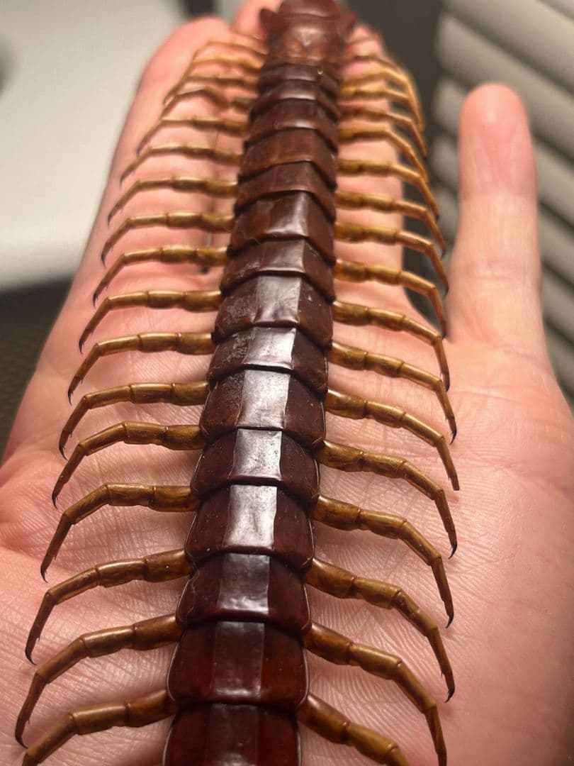 【百足最大種】ペルビアンホワイトレッグセンチピード 全長22cm程　標本　奇蟲