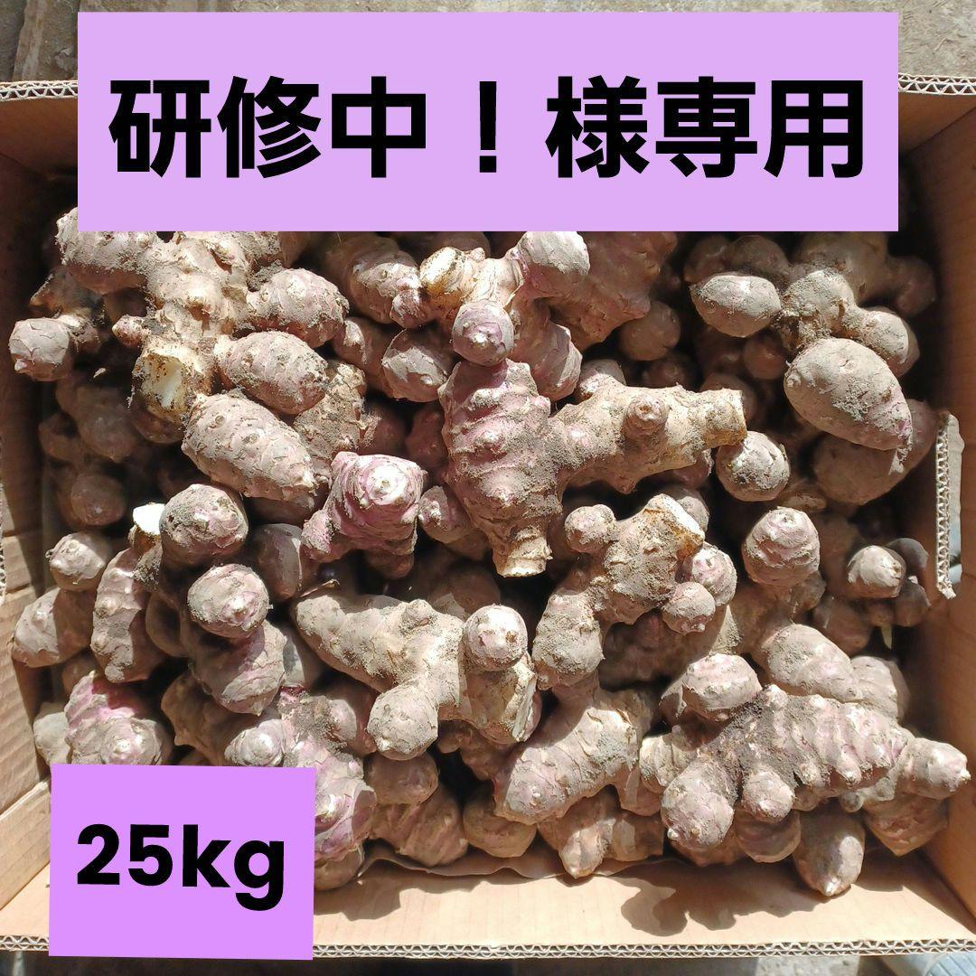 研修中！ 紫菊芋農薬不使用(土付き) 25kg(風袋込)　160サイズ