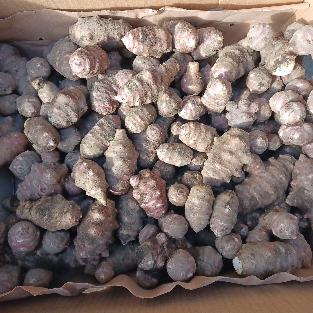 研修中！ 紫菊芋農薬不使用(土付き) 25kg(風袋込)　160サイズ