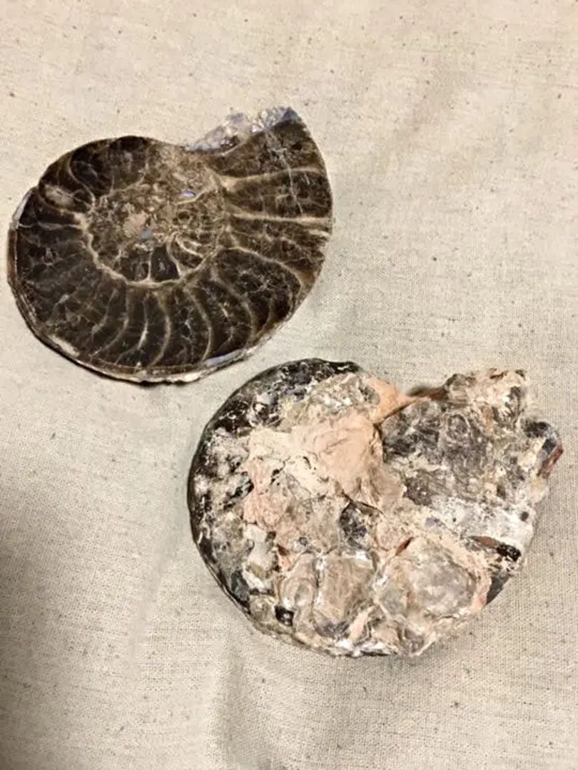 教材にも☆ アンモナイト 化石 スライス一対