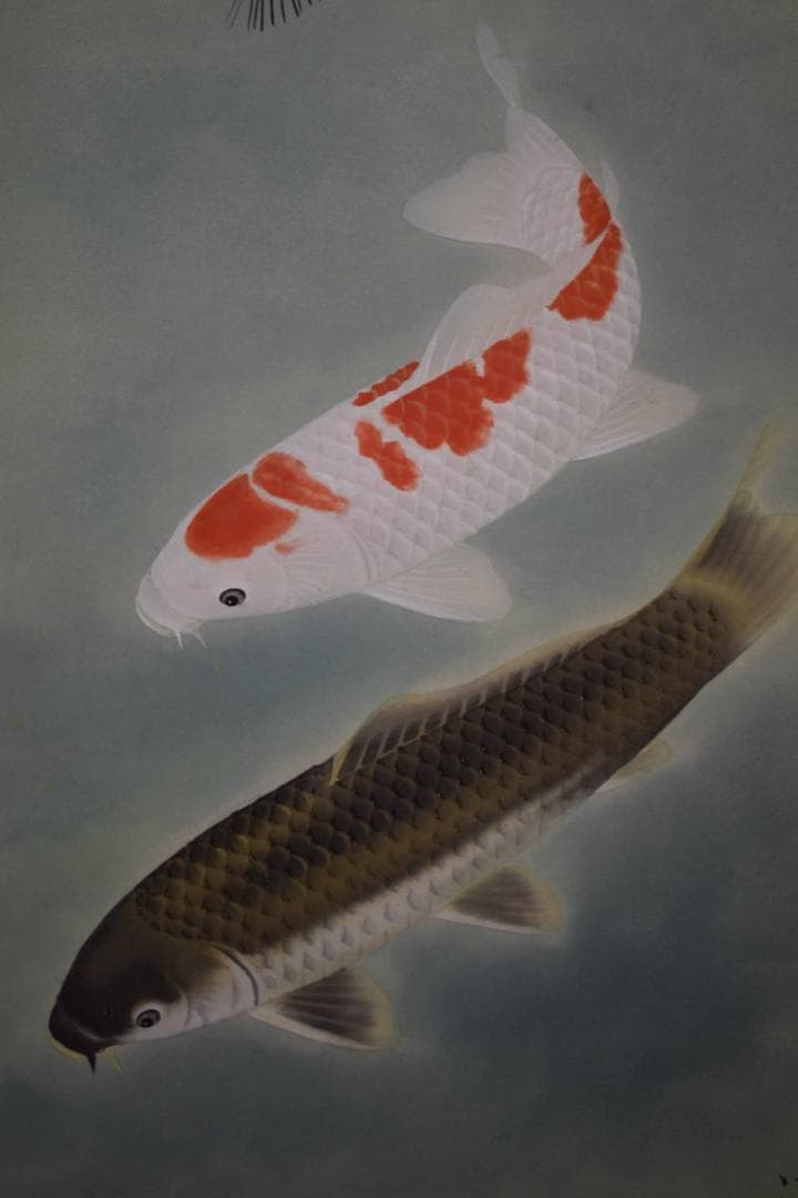 不詳/作者不詳/松鯉図/桐共太巻箱付/布袋屋掛軸HG-115