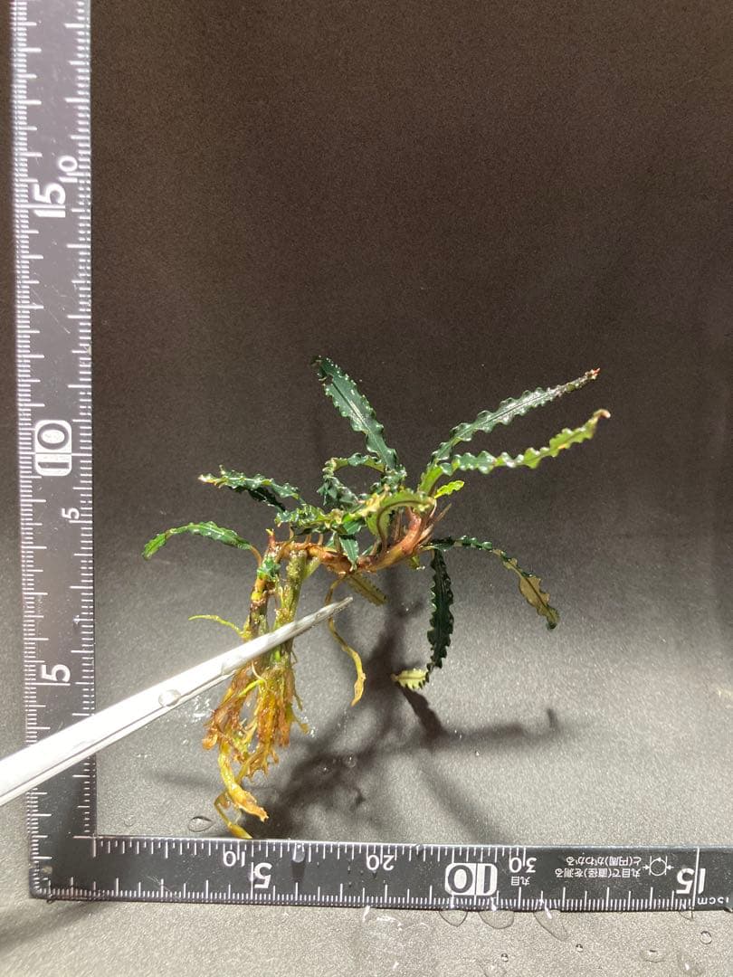 Bucephalandra sp.バンジャルバルダークグリーン(水上葉)