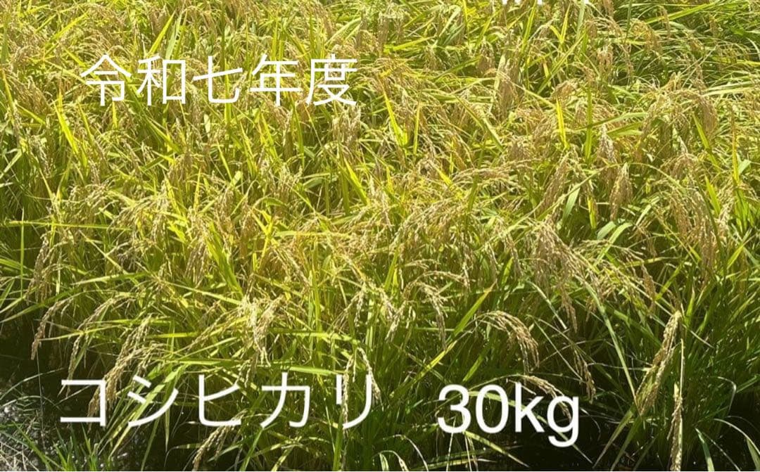 令和七年度産米　コシヒカリ 30kg