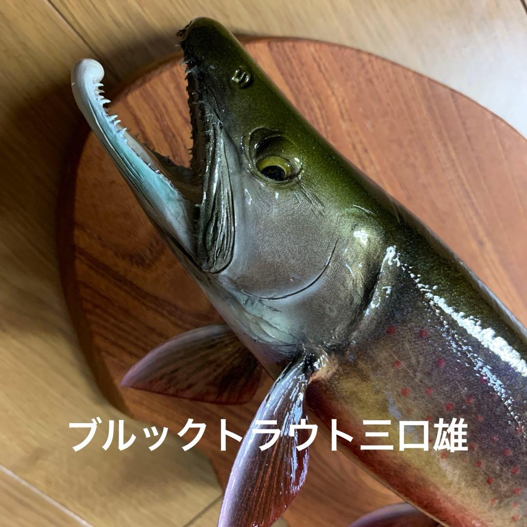 過*ィ様 剥製　魚類剥製工房エフクラフト　イケメンブルックトラウト三口雄40 イ