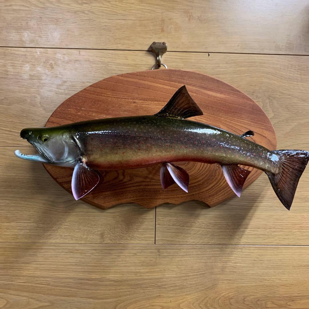 過*ィ様 剥製　魚類剥製工房エフクラフト　イケメンブルックトラウト三口雄40 イ