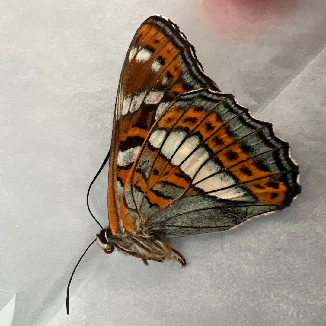 オオイチモンジ　モンゴル産10頭セット売り