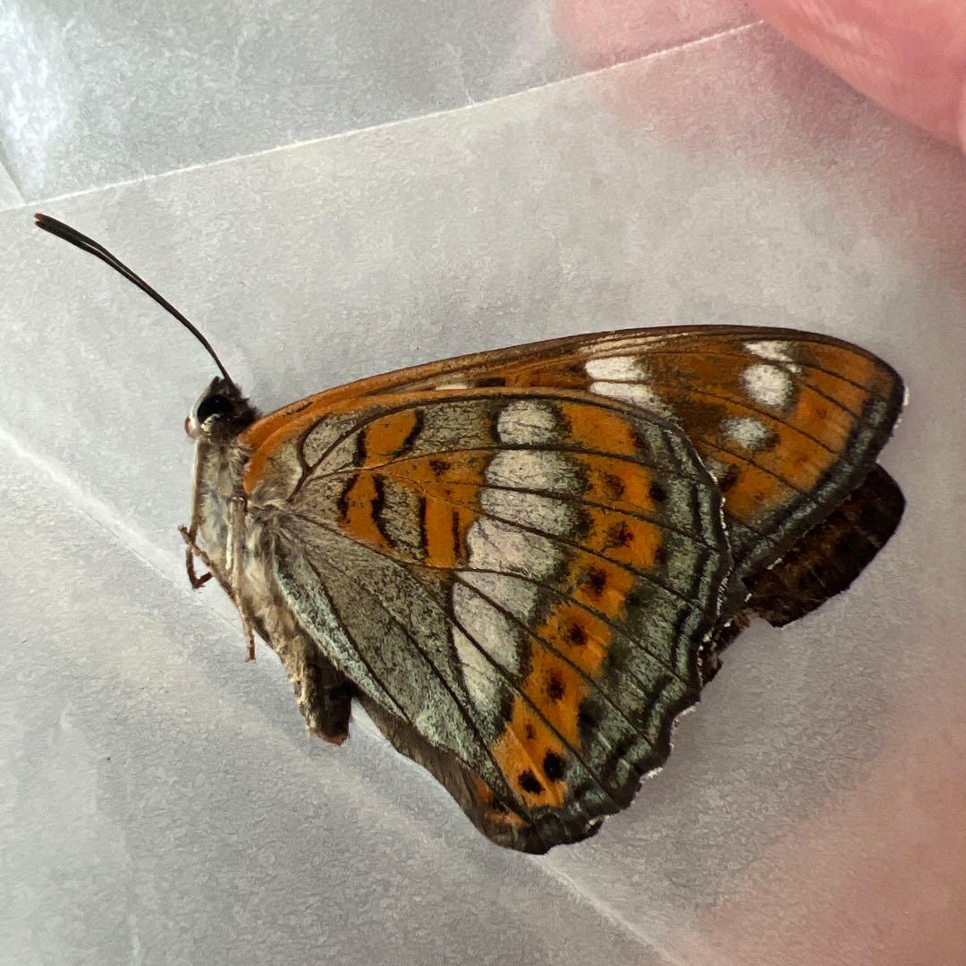 オオイチモンジ　モンゴル産10頭セット売り