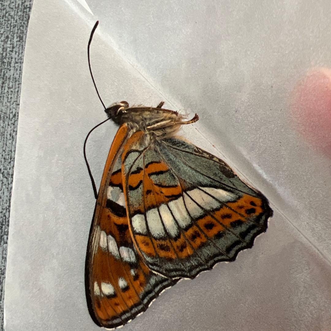 オオイチモンジ　モンゴル産10頭セット売り