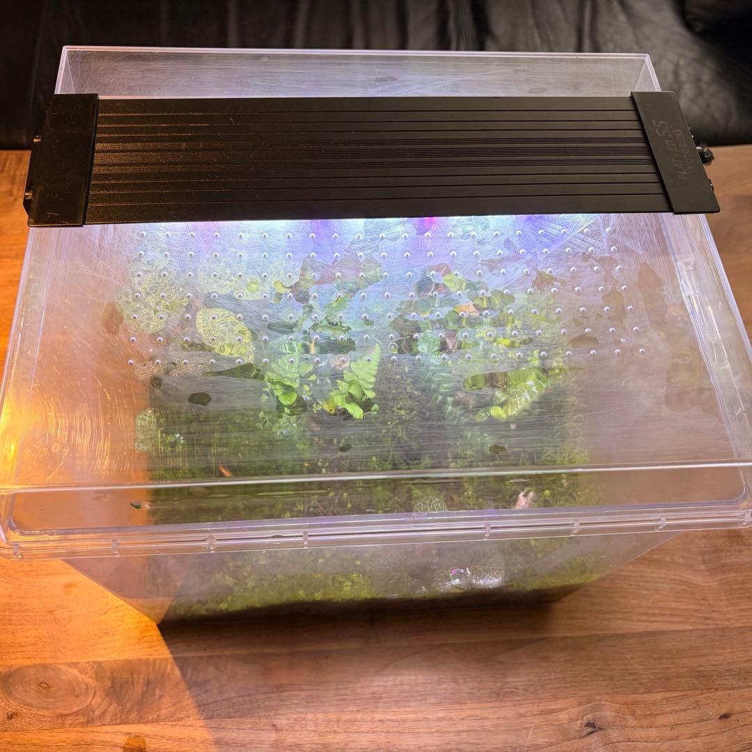 苔テラリウム　植物育成LED付