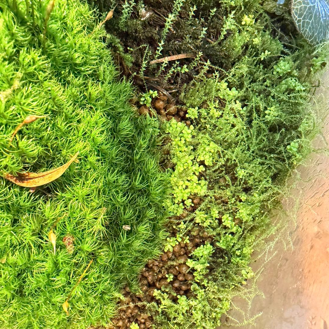 苔テラリウム　植物育成LED付
