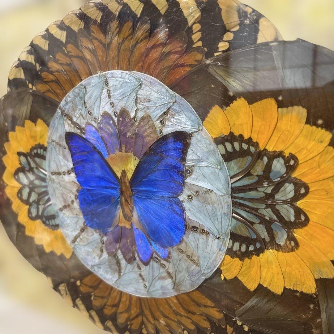 モルフォ蝶　標本　アート作品　額縁付き
