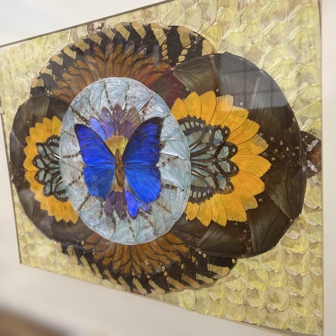 モルフォ蝶　標本　アート作品　額縁付き