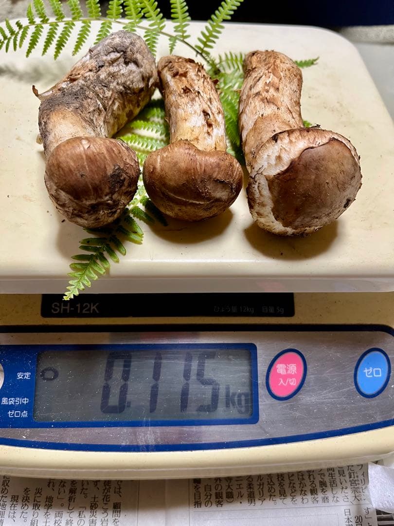 【大阪泉州産】天然松茸 採れたて3本115g国産