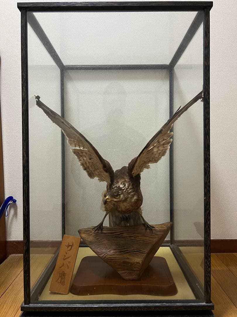 さしば鷹　剥製　(梱包・発送たのメル便5000円含)