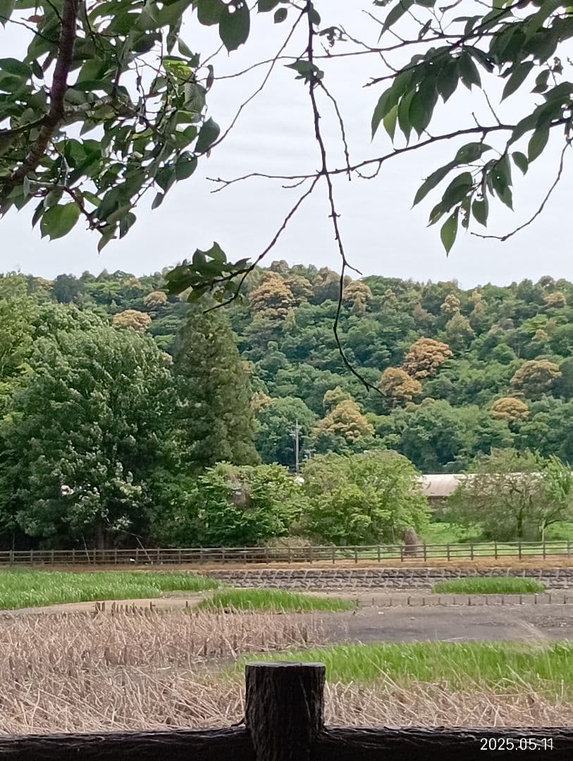 ぽこです。　　ニホンミツバチの百花蜜　国産天然ハチミツ　580グラム　2本