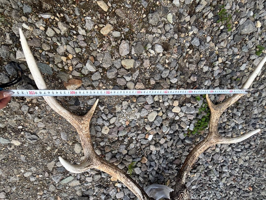 エゾシカの頭骨