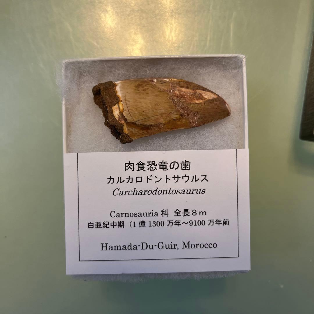 カルカロドントサウルスの歯　値段交渉ok