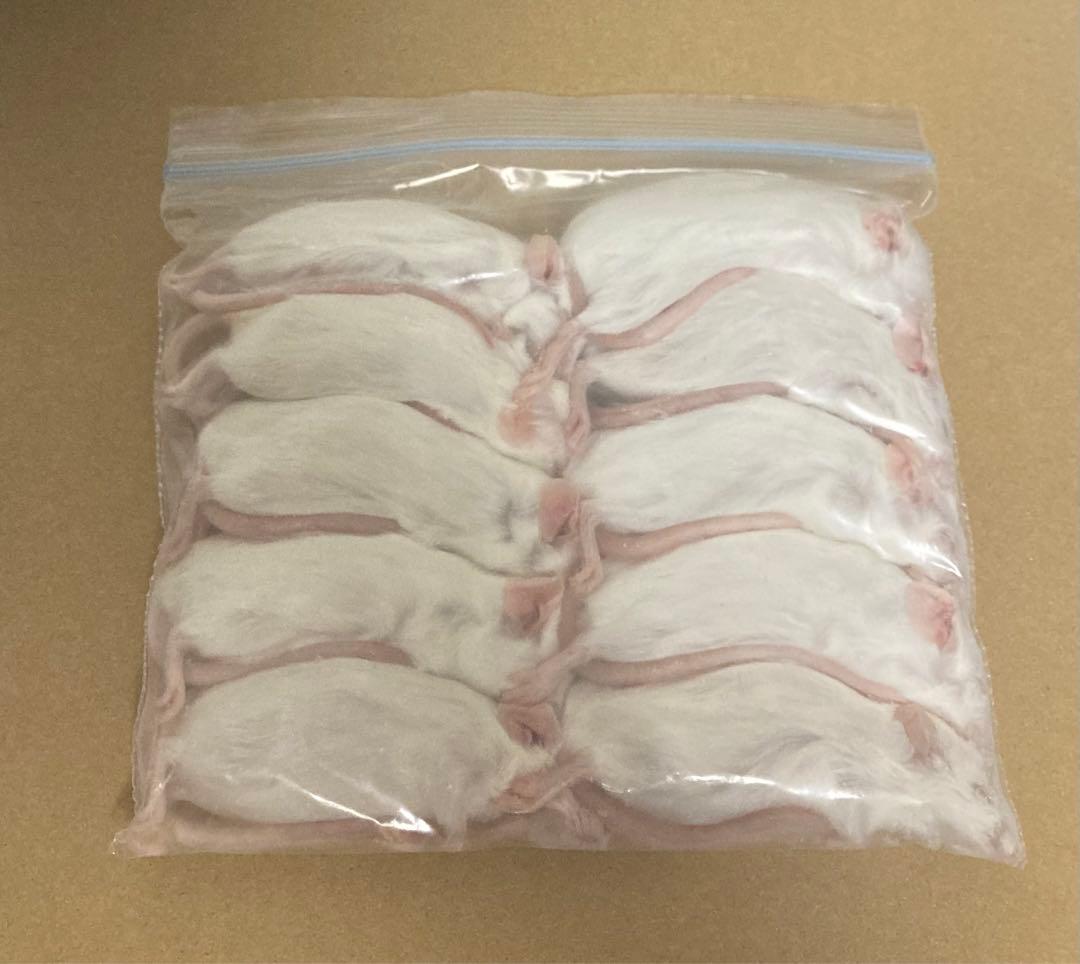 【即購入OK！】国産冷凍マウスアダルトLL30匹入@地域限定