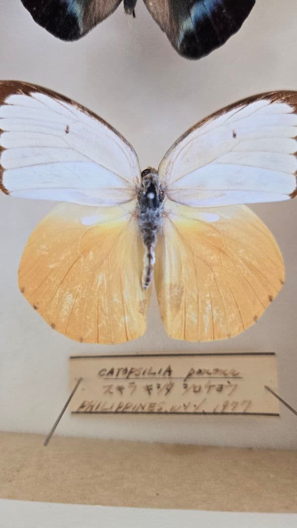 週末セール【レア年代物値下げ】蝶 標本 3種 1970年代物