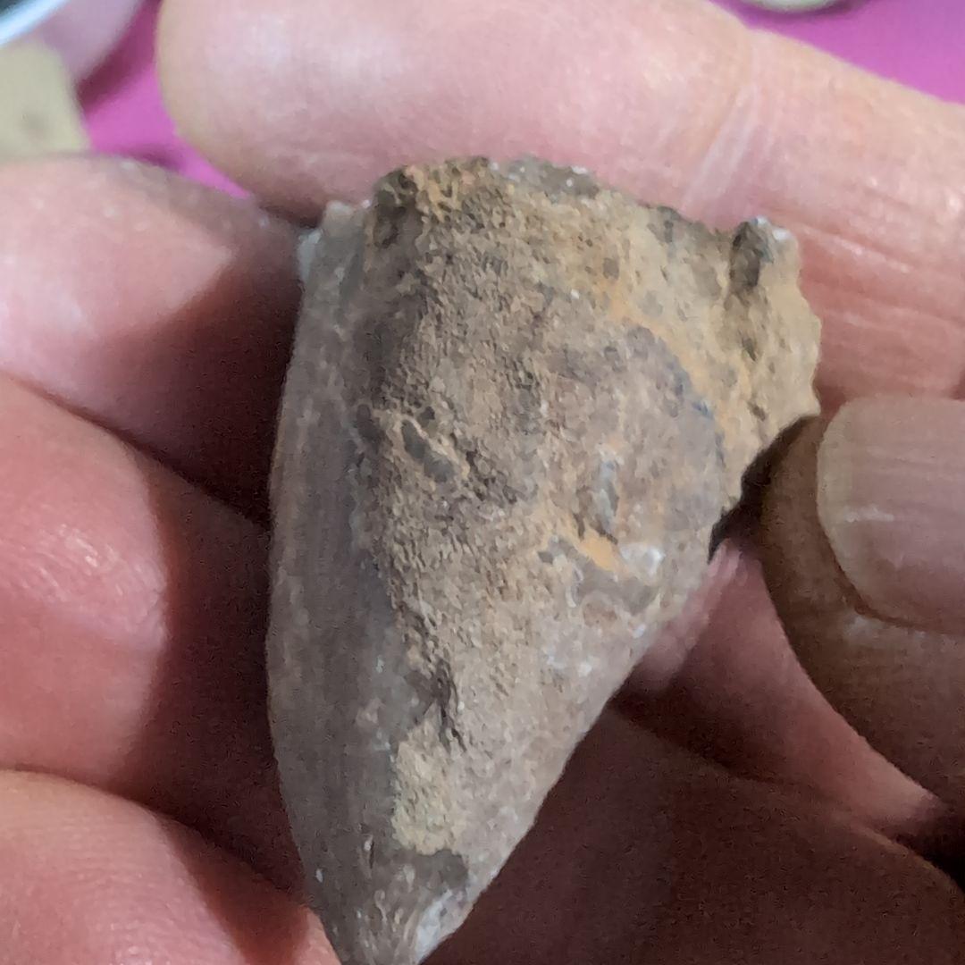 本物　恐竜の歯　内部水晶化　モササウルス?　25グラム