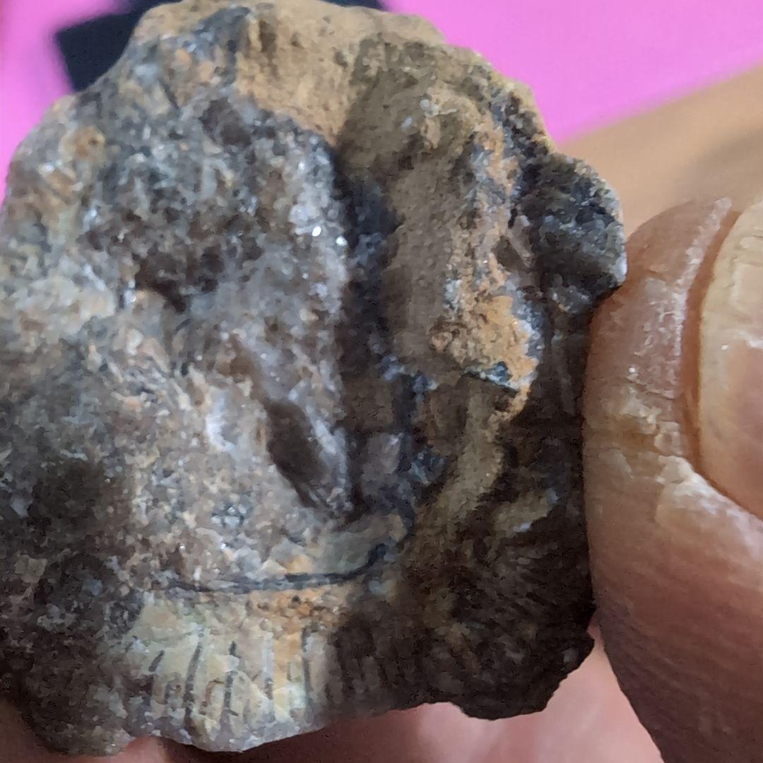 本物　恐竜の歯　内部水晶化　モササウルス?　25グラム