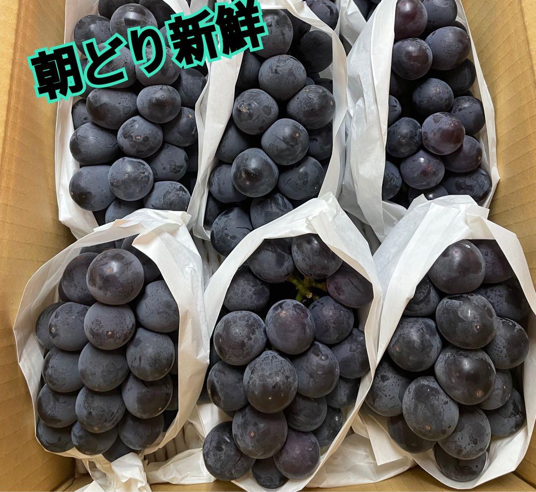 まゆゆ様★巨峰3キロとシャイン3キロ