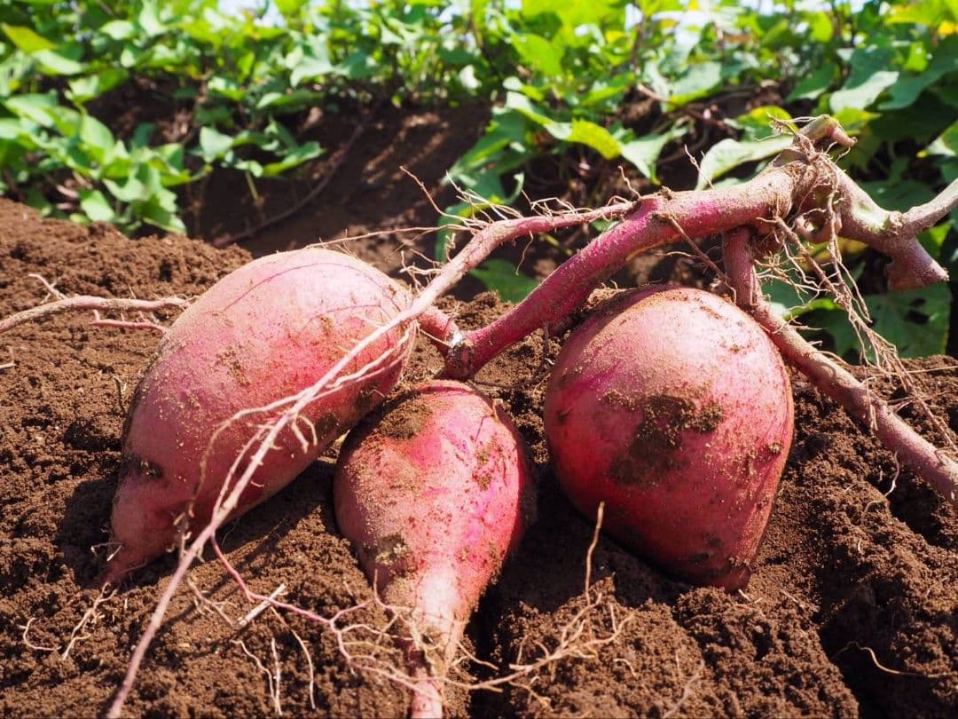 安納芋(紅) Mサイズ 25キロ　種子島産 ◆大地と太陽と潮風に育まれた安納芋◆