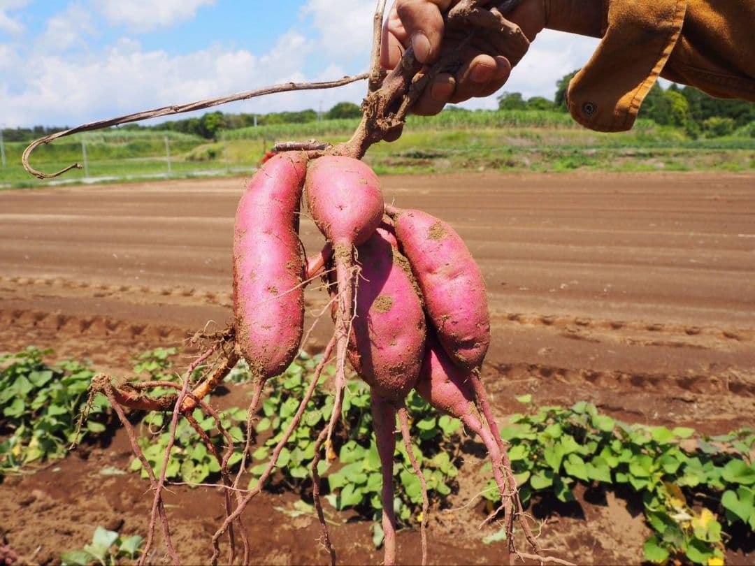 安納芋(紅) Mサイズ 25キロ　種子島産 ◆大地と太陽と潮風に育まれた安納芋◆