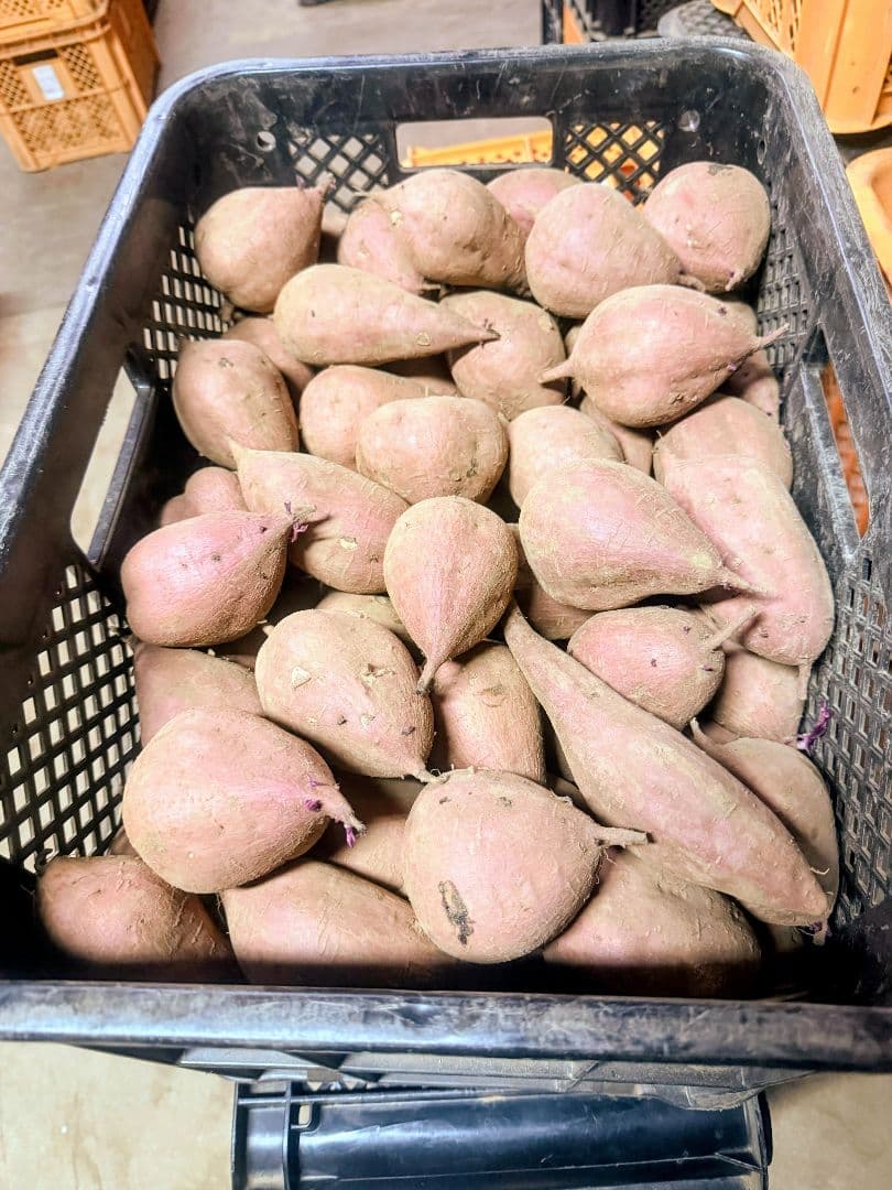 安納芋(紅) Mサイズ 25キロ　種子島産 ◆大地と太陽と潮風に育まれた安納芋◆