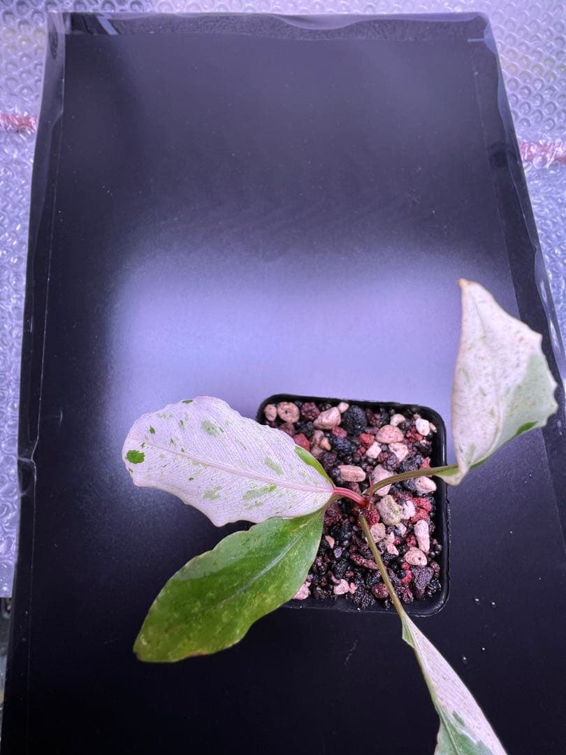 ア*ク様 セファランドラ（斑入り株）Bucephalandra Pipto