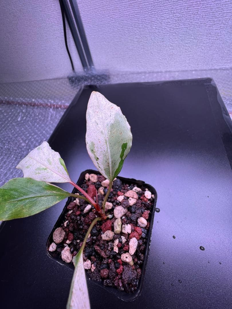 ア*ク様 セファランドラ（斑入り株）Bucephalandra Pipto