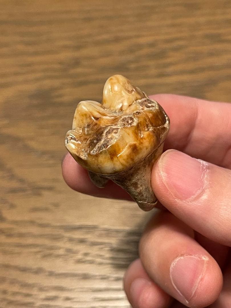 【博物館級】ホラアナグマ 洞窟クマ 化石 臼歯 状態超良好 オールドストック