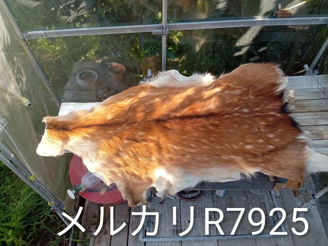 天然日本鹿　夏毛　毛皮