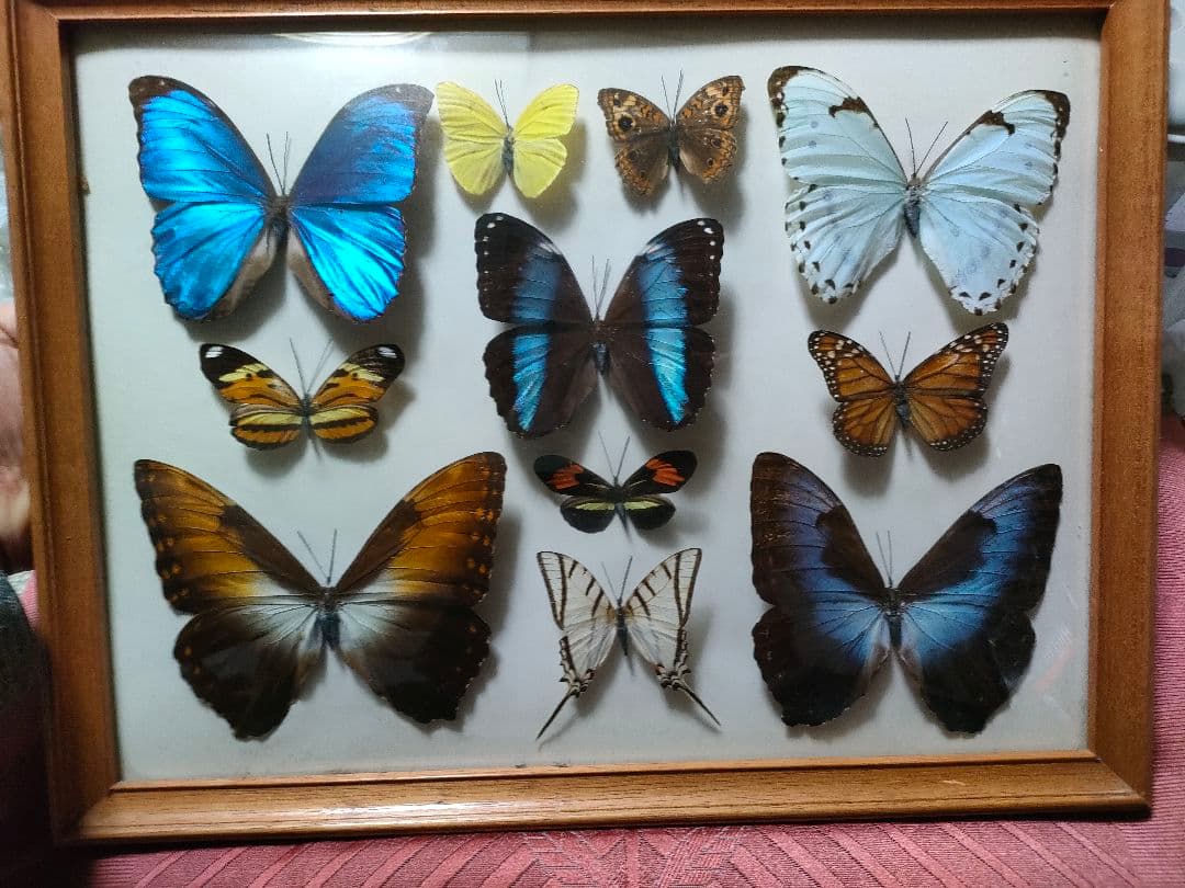 蝶の標本　モルフォ蝶など大小10点