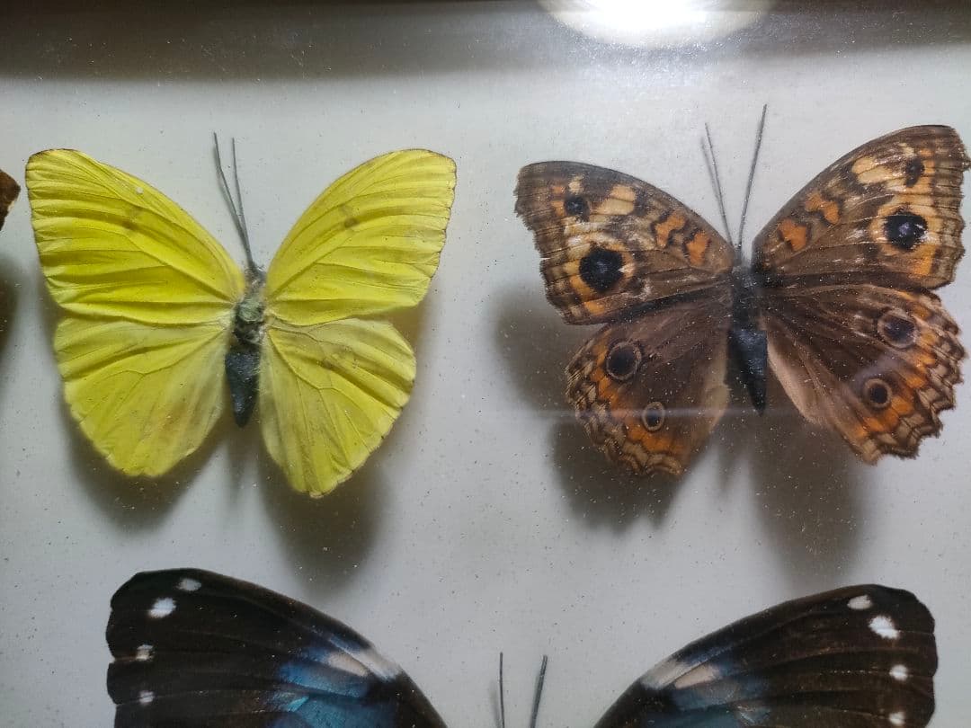 蝶の標本　モルフォ蝶など大小10点