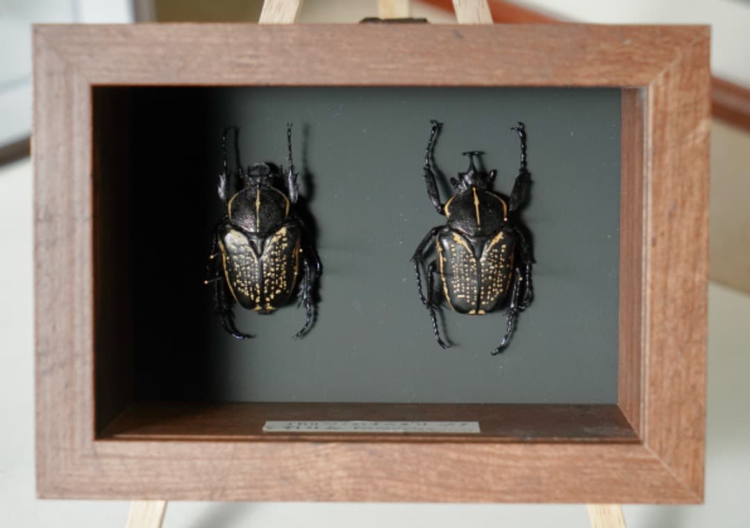 イカリノハナムグリ標本 2匹セット 黒と金
