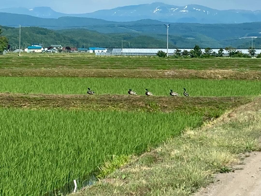 北海道産ゆめぴりか 玄米 20kg 農家直送