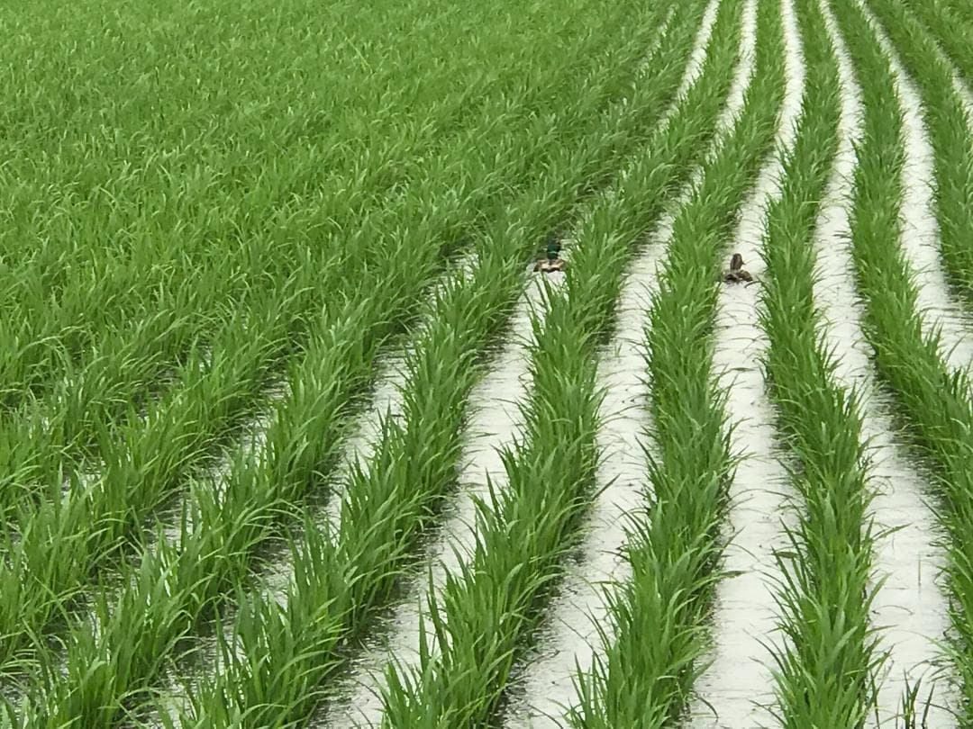 北海道産ゆめぴりか 玄米 20kg 農家直送