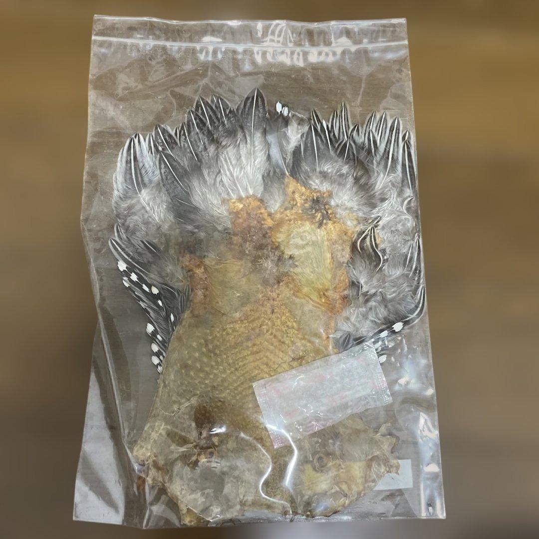 ジャングルコック