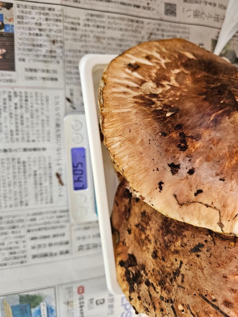 南信州産　新鮮な松茸　約５００グラム