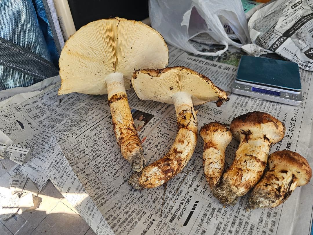 南信州産　新鮮な松茸　約５００グラム