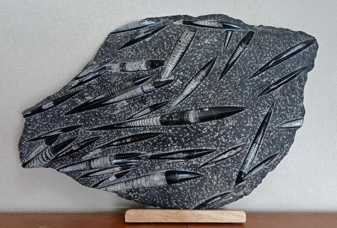 オルソセラスの化石のオブジェ