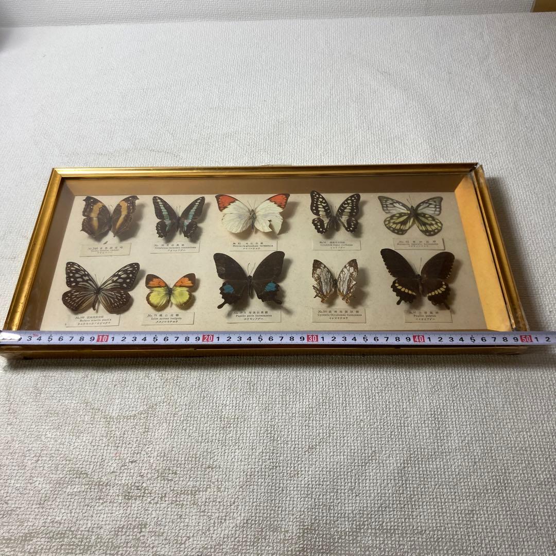 蝶の標本コレクション