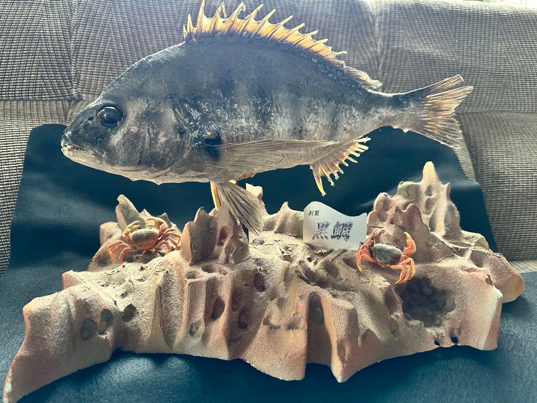 【激レア・適品】チヌ（黒鯛）剥製