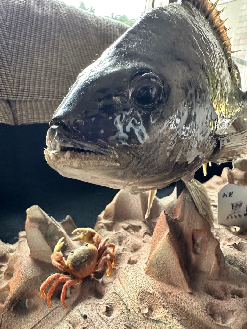 【激レア・適品】チヌ（黒鯛）剥製