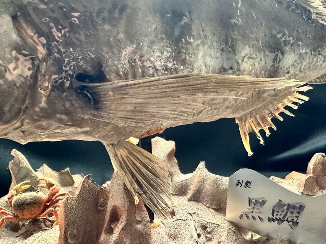 【激レア・適品】チヌ（黒鯛）剥製