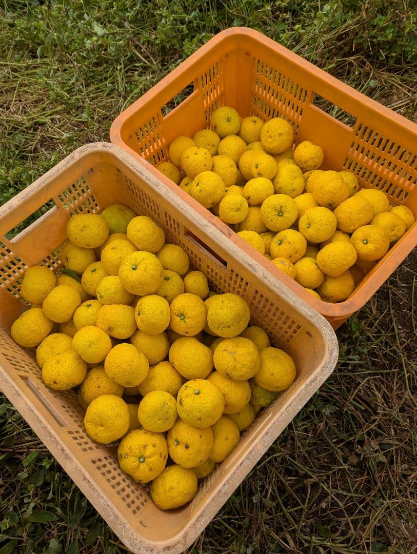 【4537r様】18愛媛県産 ゆず 本柚子 家庭用 10kg × 二箱