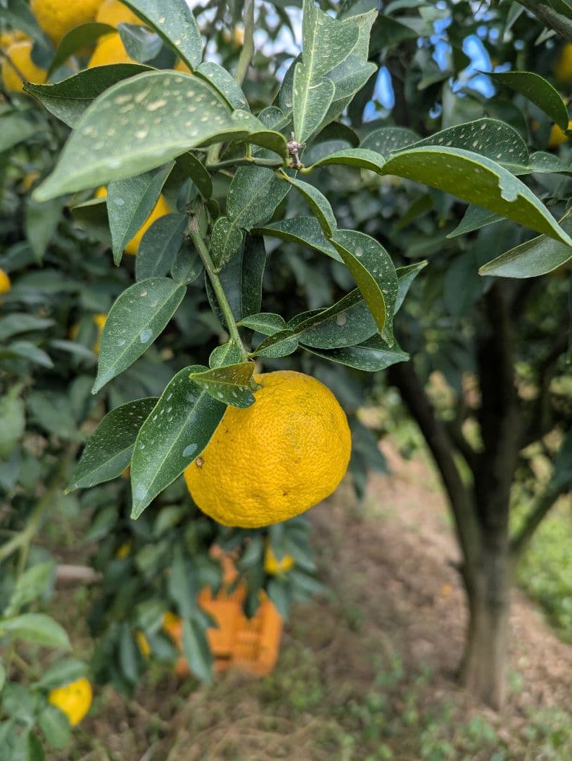 【4537r様】18愛媛県産 ゆず 本柚子 家庭用 10kg × 二箱