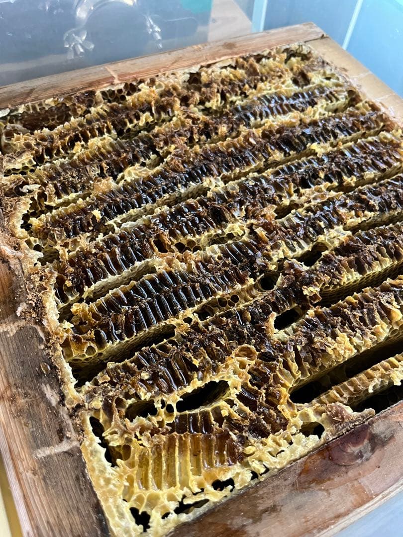 【徳島県産】日本蜜蜂のはちみつ600g×2本SET